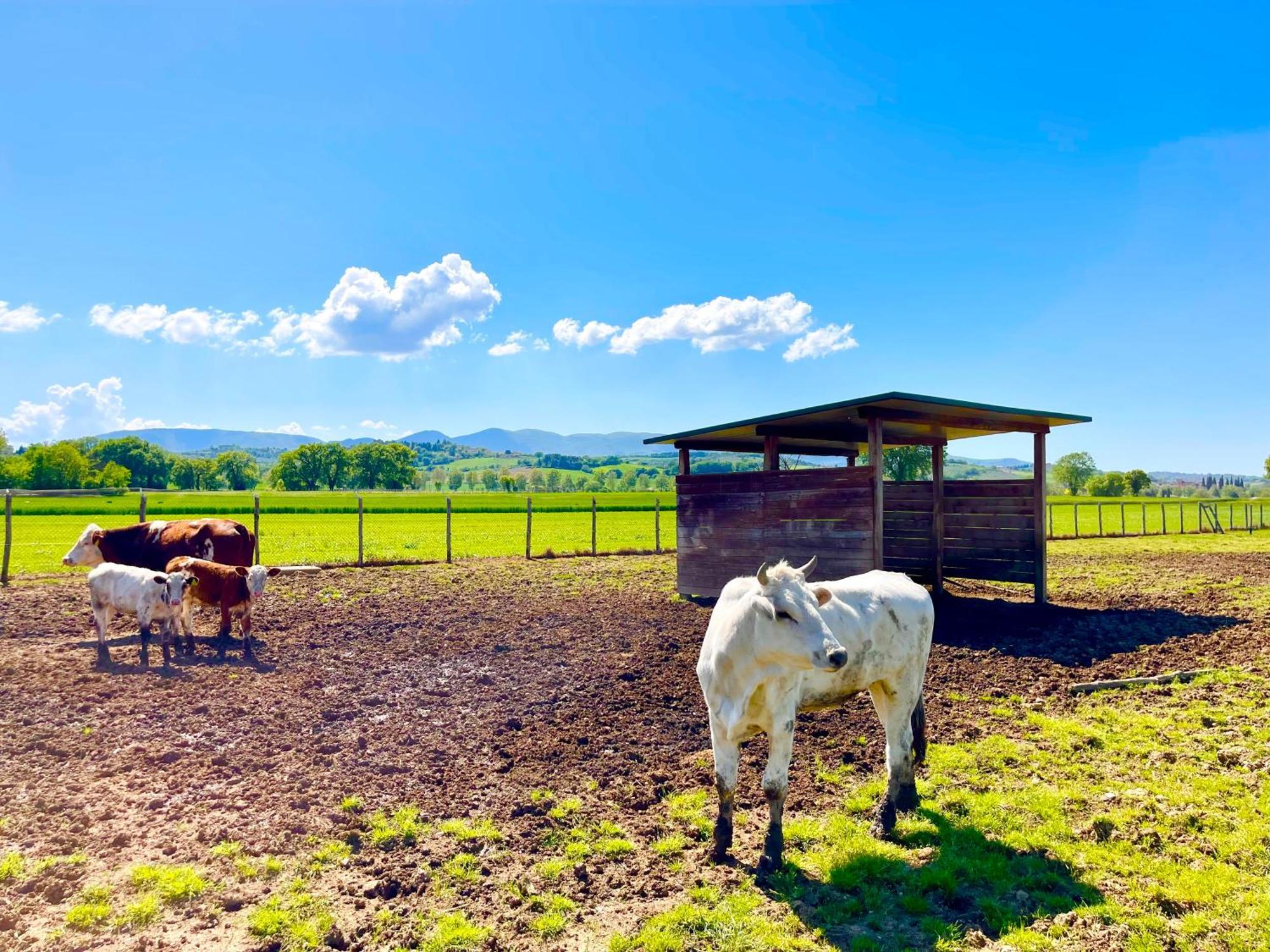 Casale Rotoloni Villa Protte Bagian luar foto